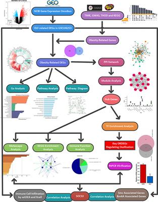 Deciphering Obesity-Related Gene Clusters Unearths SOCS3 Immune Infiltrates and 5mC/m6A Modifiers in Ossification of Ligamentum Flavum Pathogenesis